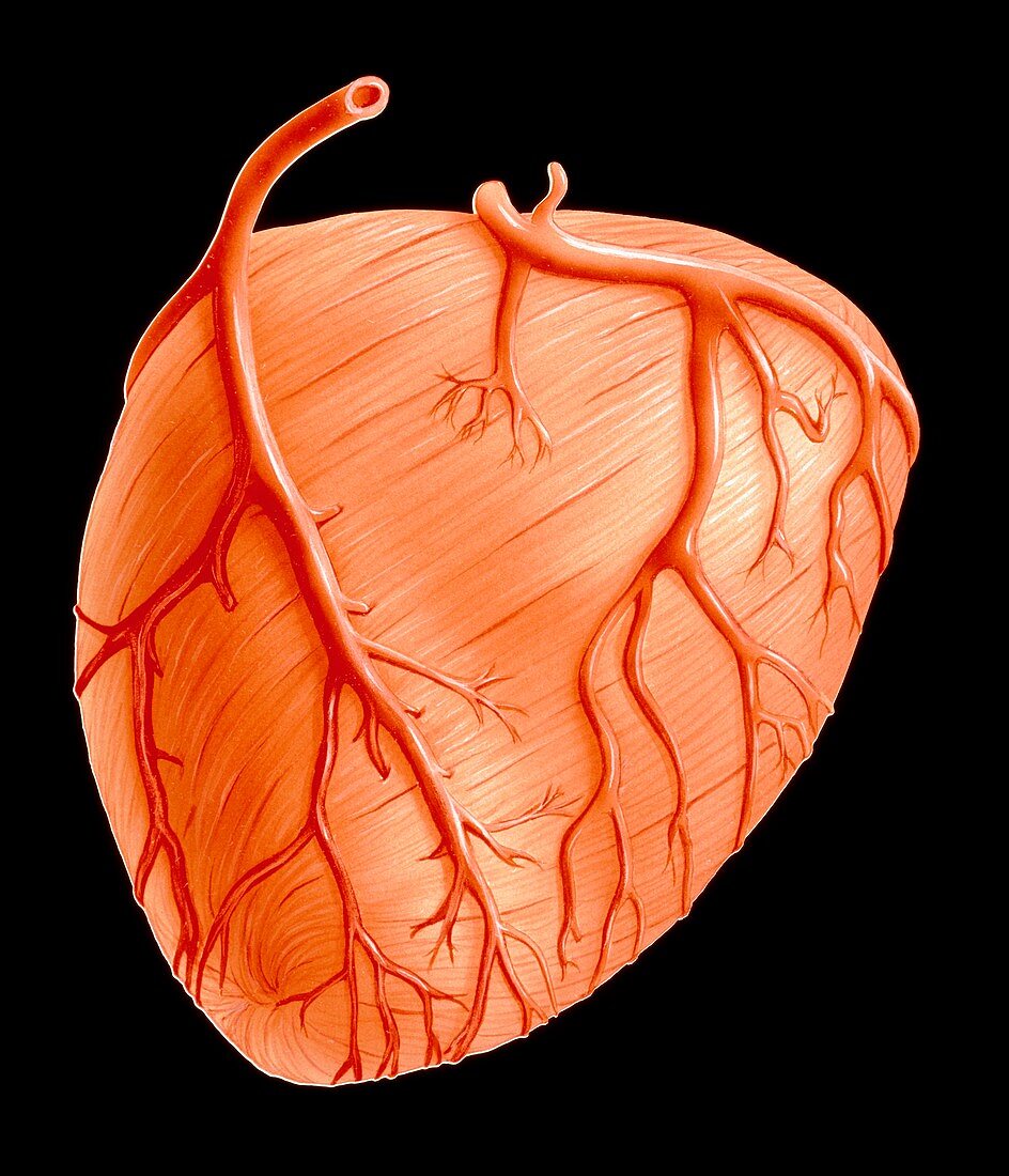 Illustration showing the major coronary arteries