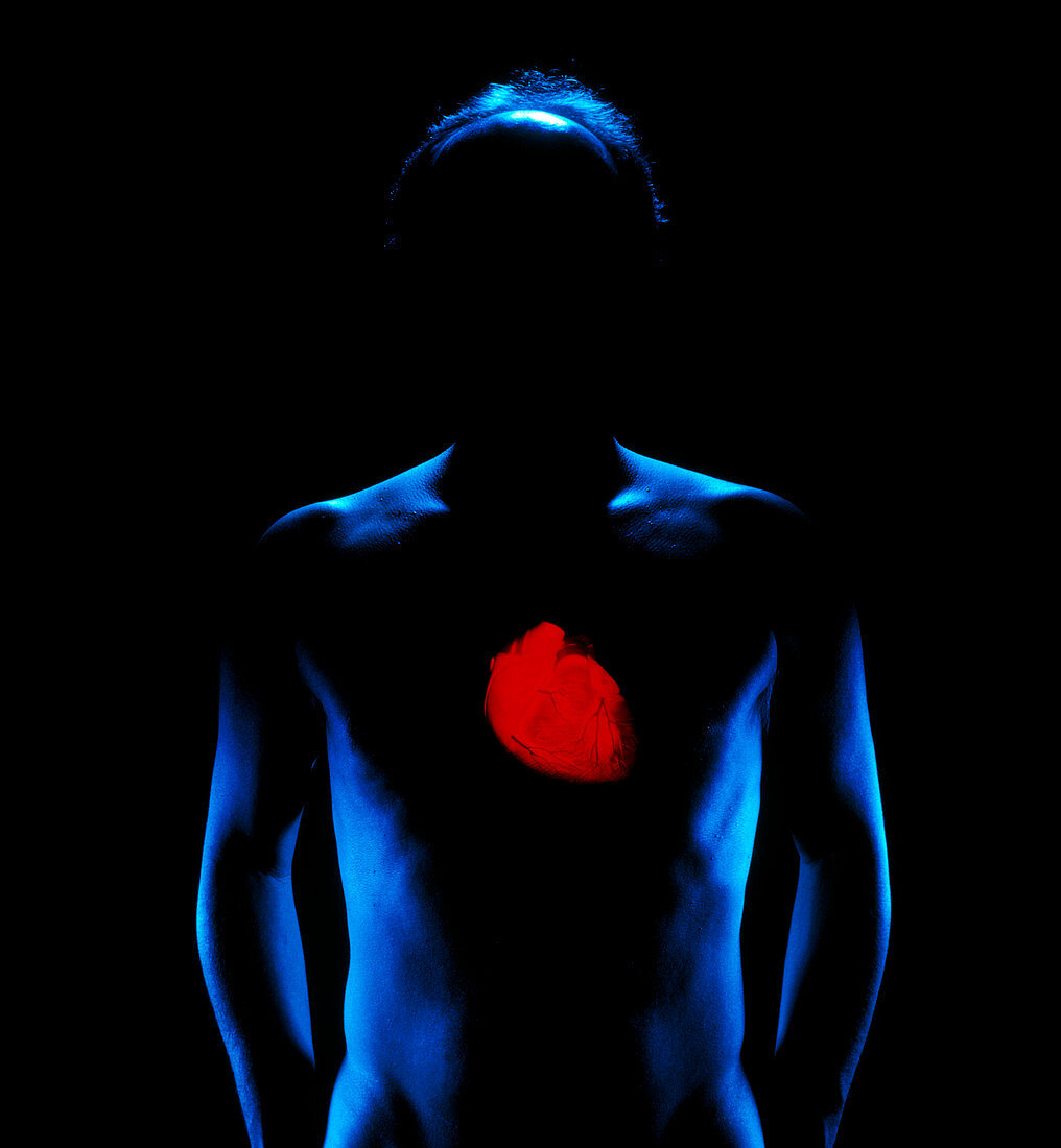Model of heart superimposed over human figure