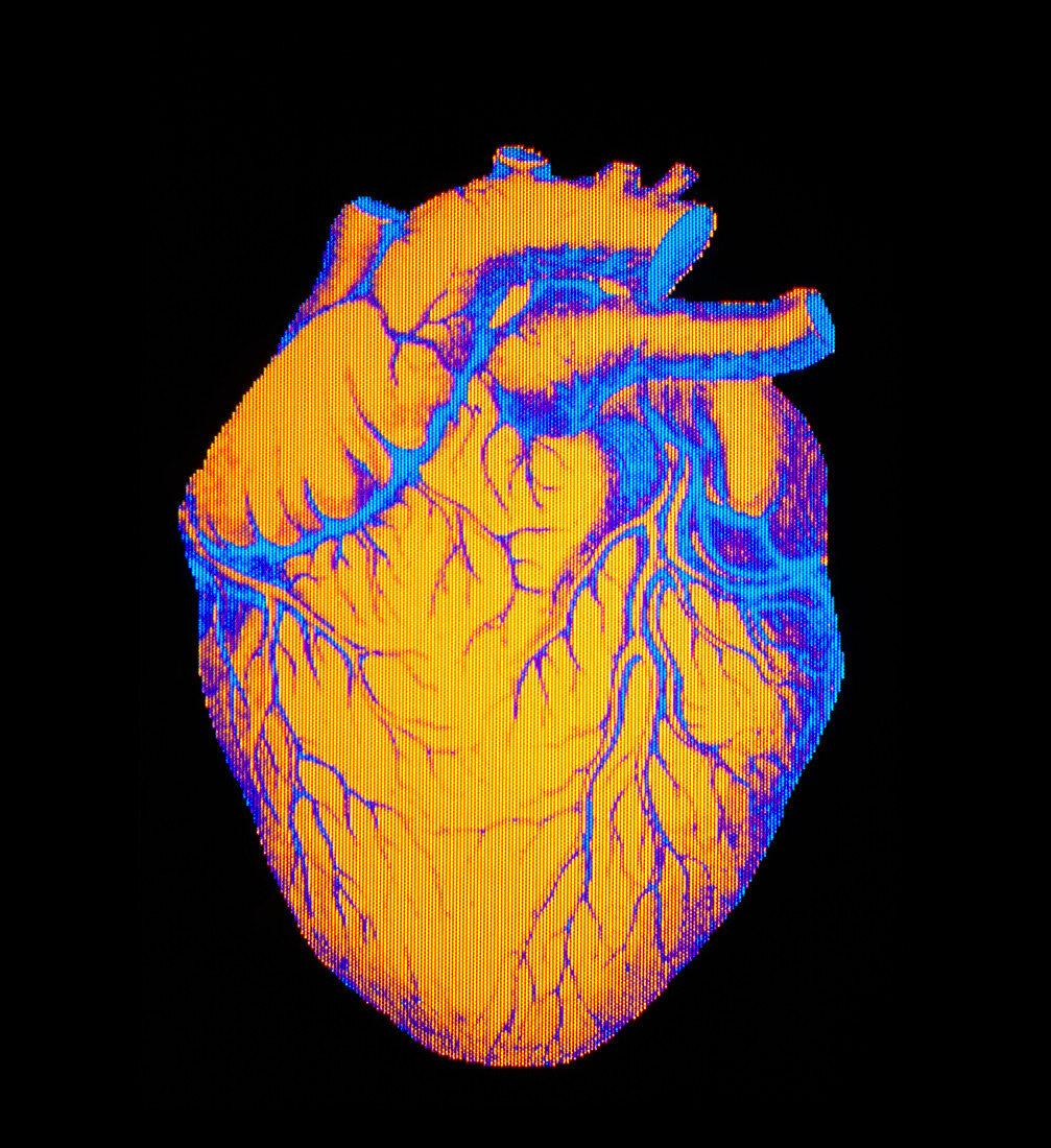 Digitised illustration of a healthy human heart