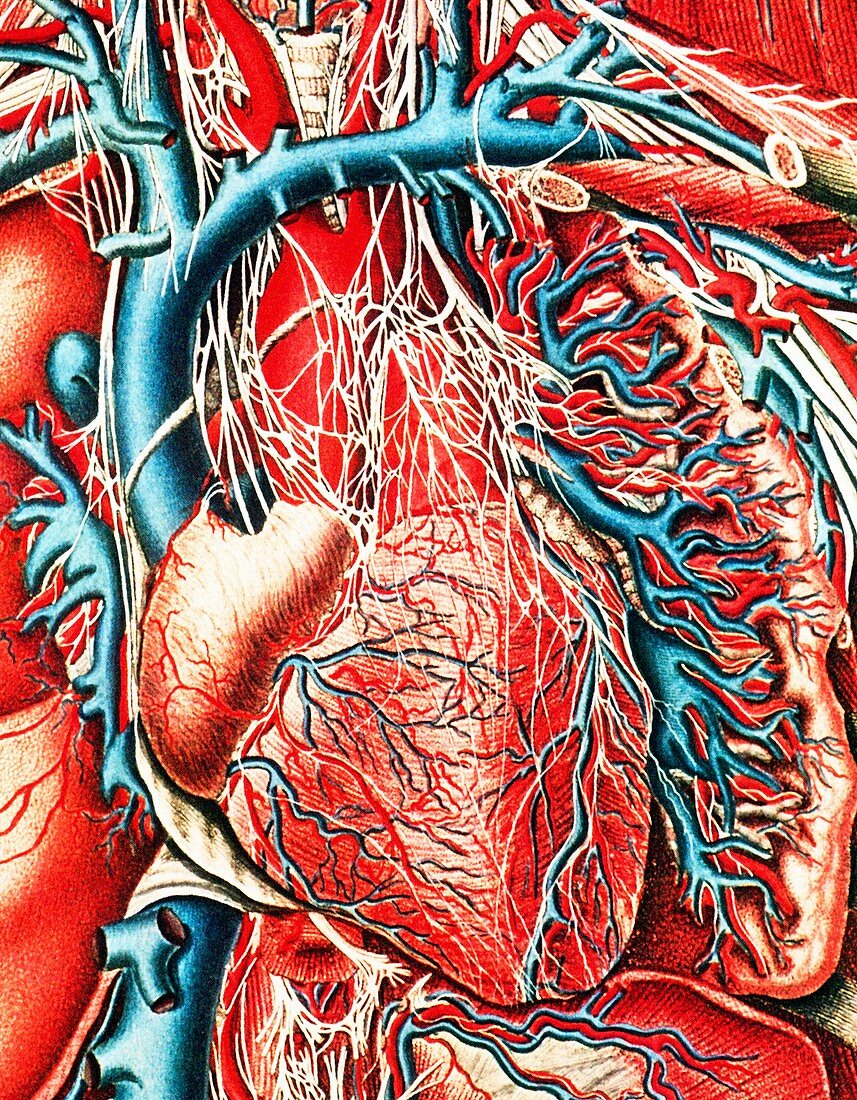 Mascagni artwork of human heart with its