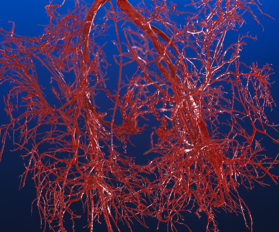 Blood vessels