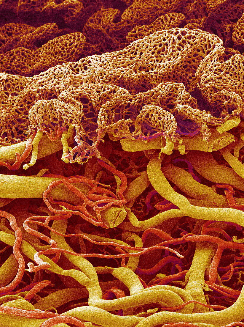 Blood vessels of the small intestine