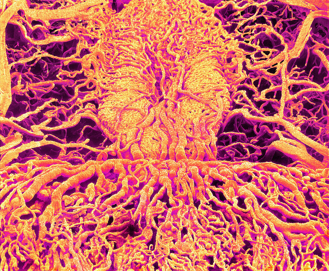 Blood vessels of the pituitary gland