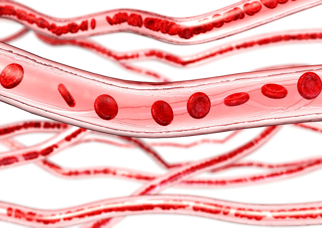 Blood vessels