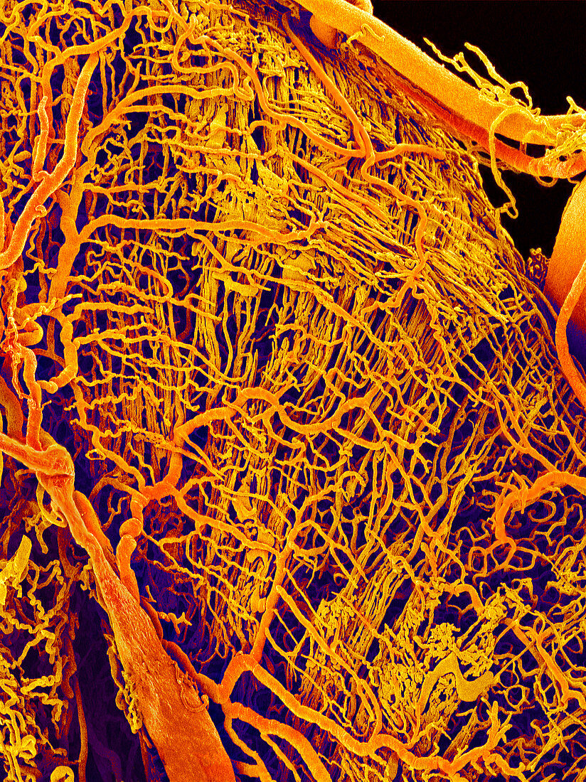 Blood vessels in the small intestine,SEM