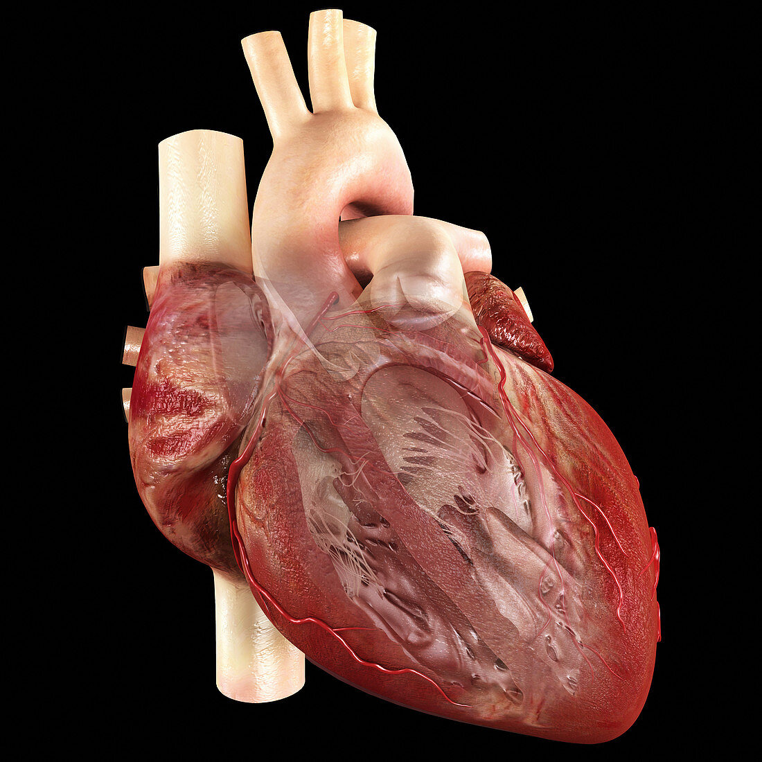 Human heart,anatomical artwork