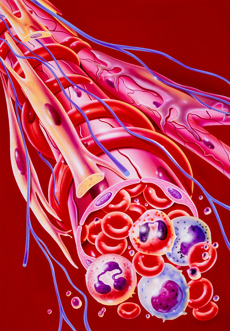 Illustration of blood cells within arteriole