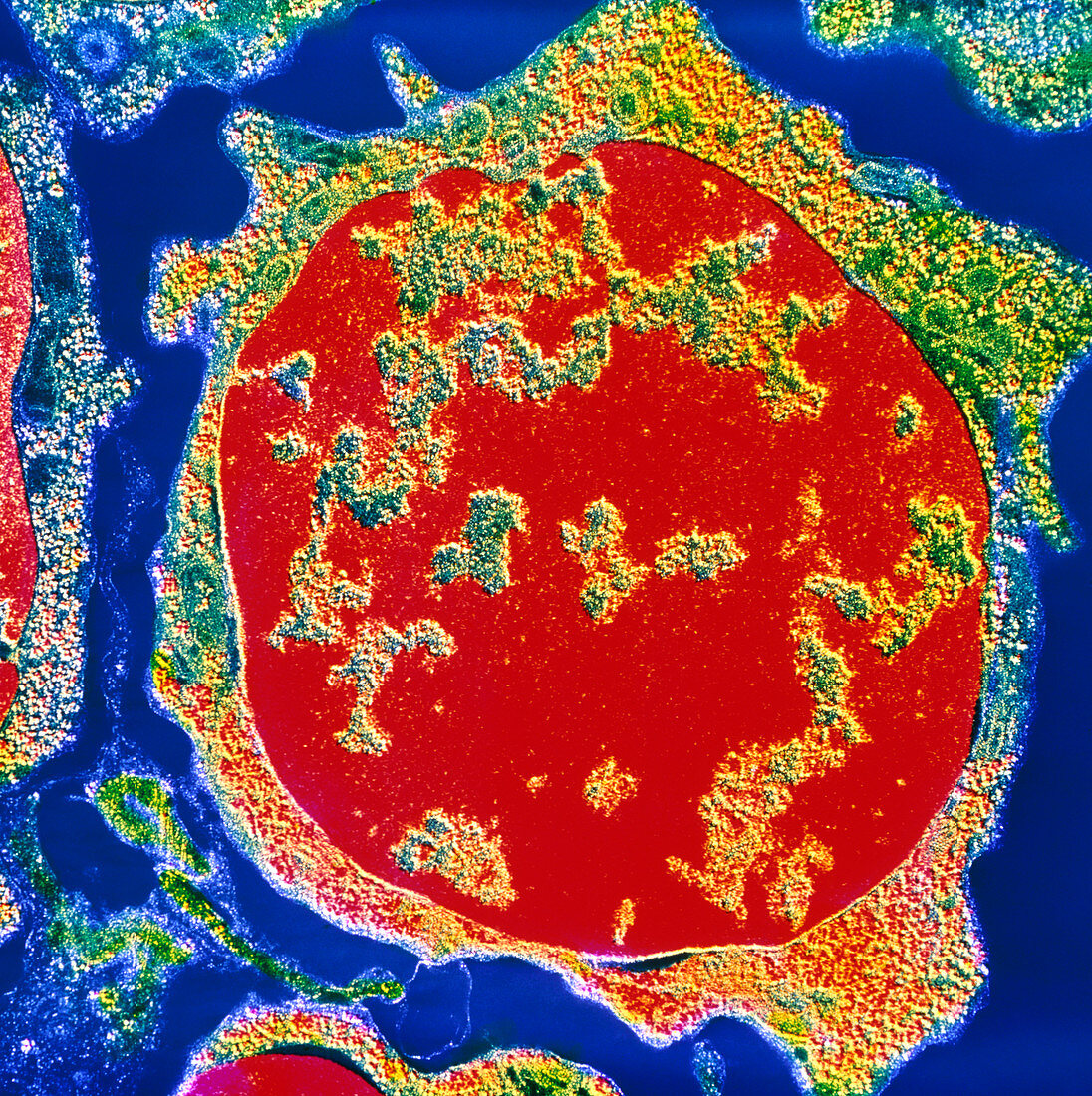 Colour TEM of an erythroblast cell in bone marrow