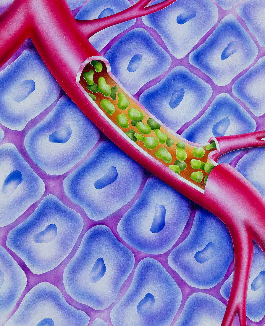 Artwork of a constituent of blood plasma: albumin