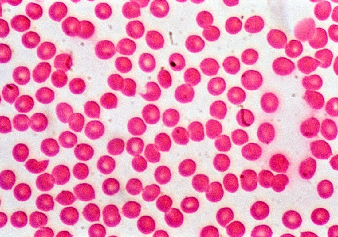 Red blood cells