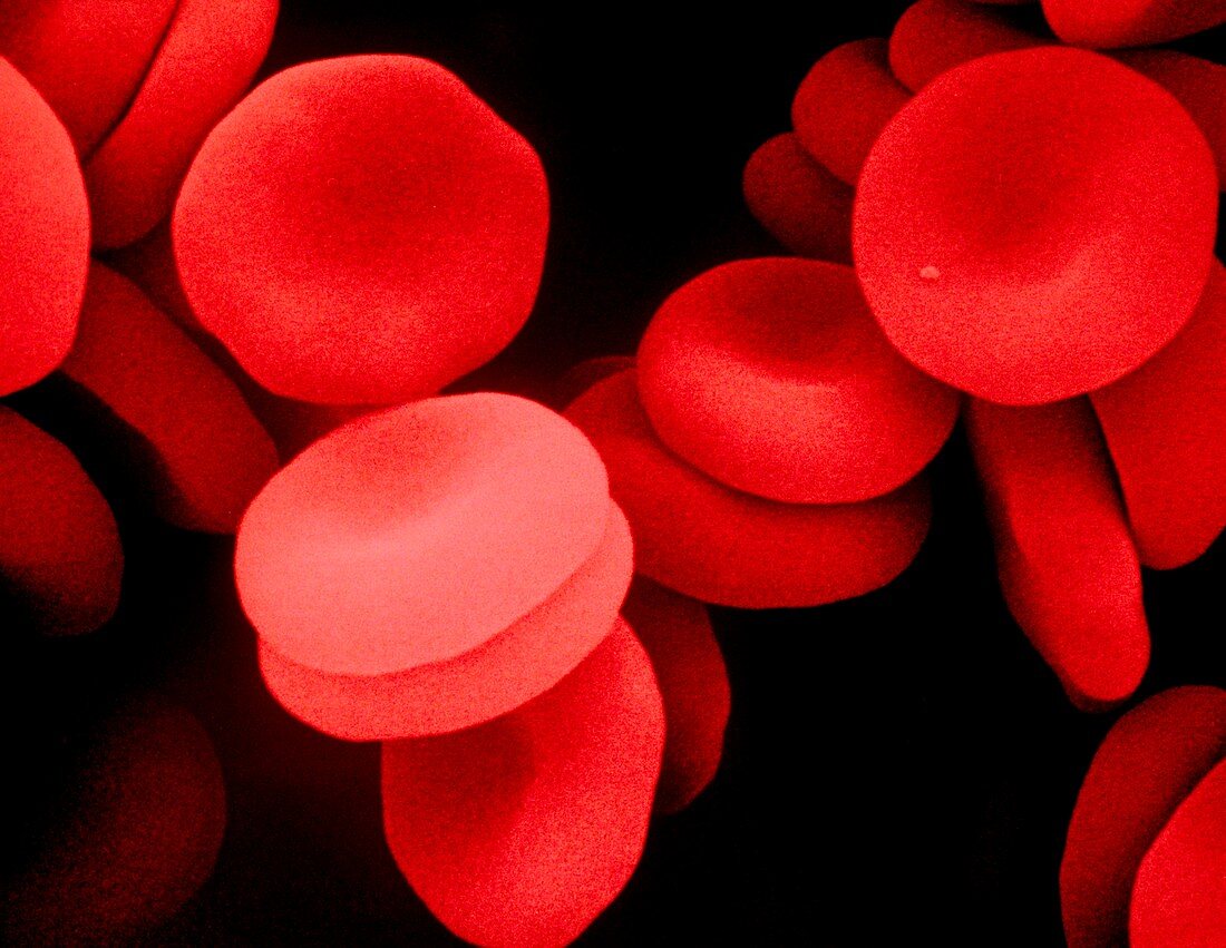 False-colour SEM of human red blood cells