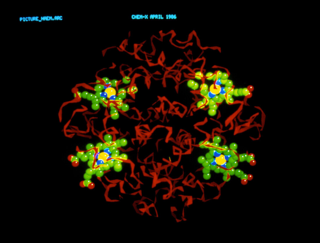 Computer graphics image of a haemoglobin molecule