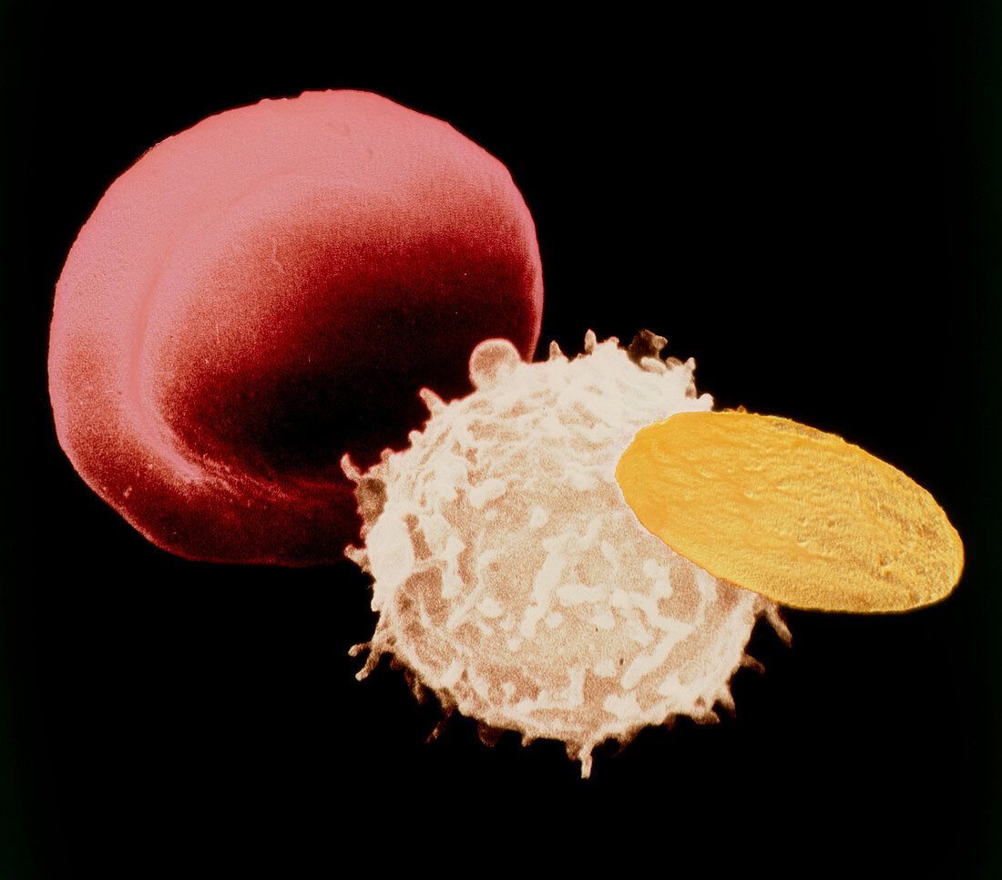 SEM of 3 types of cells found in human blood