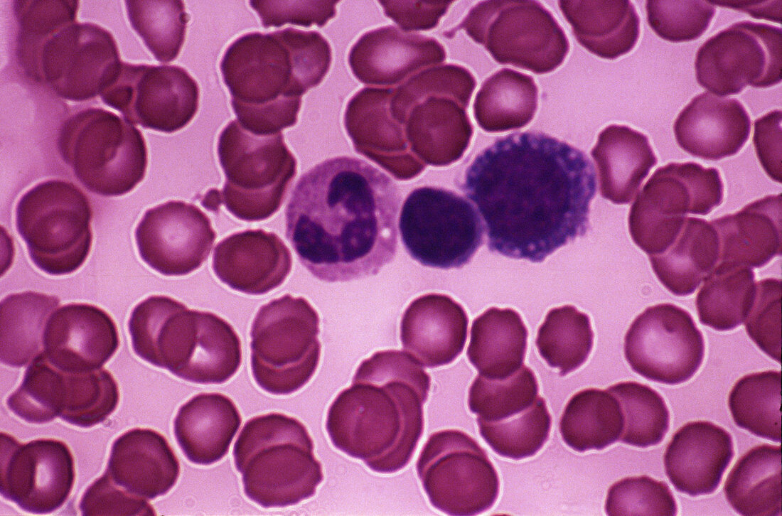 Blood cells