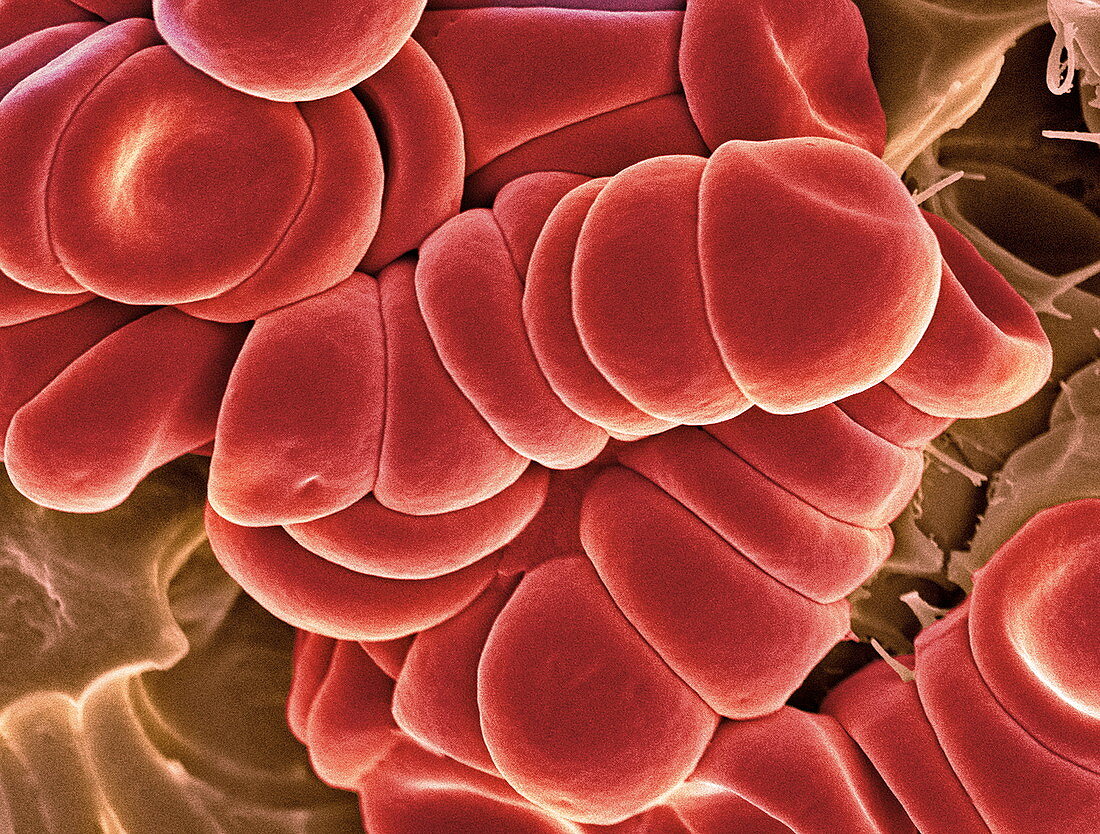 Red blood cells