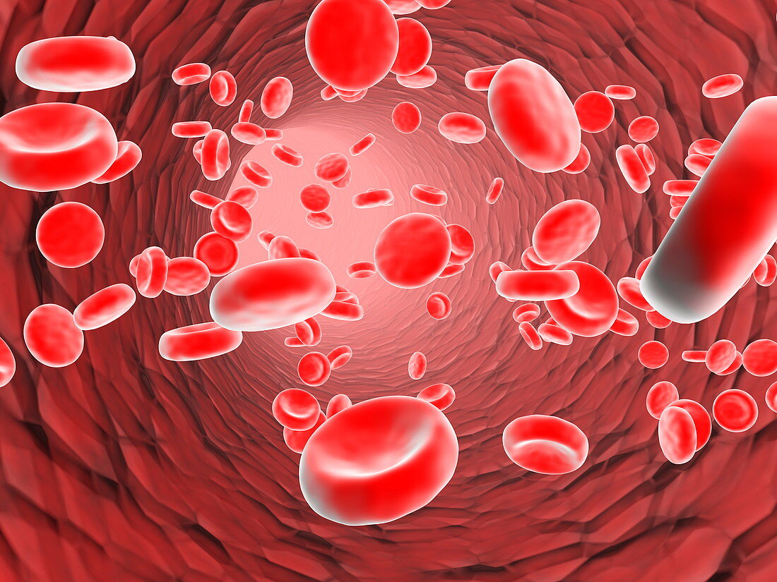 Red blood cells