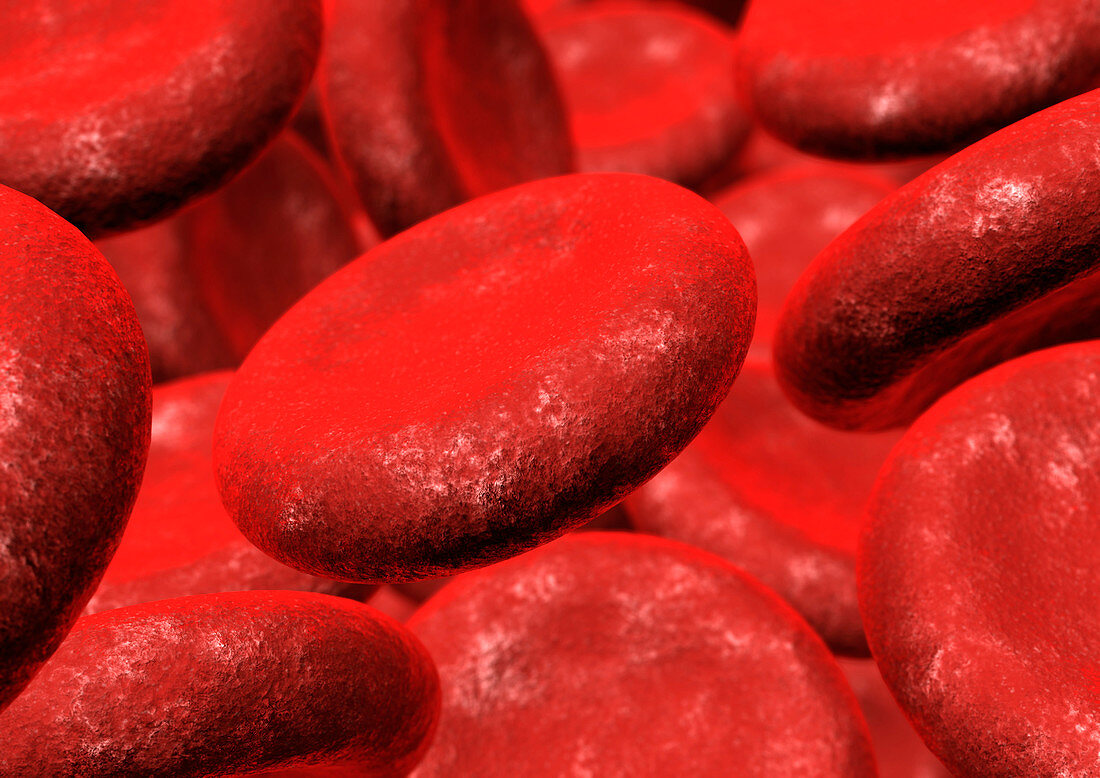 Red blood cells