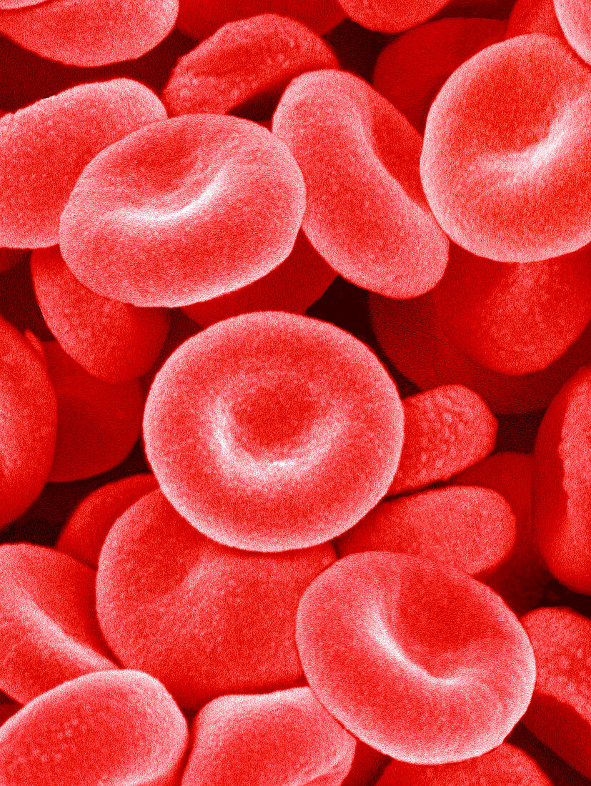 Red blood cells,SEM