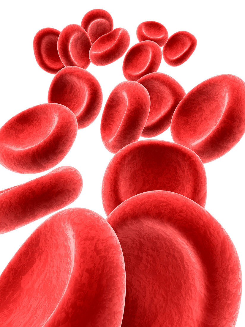 Red blood cells