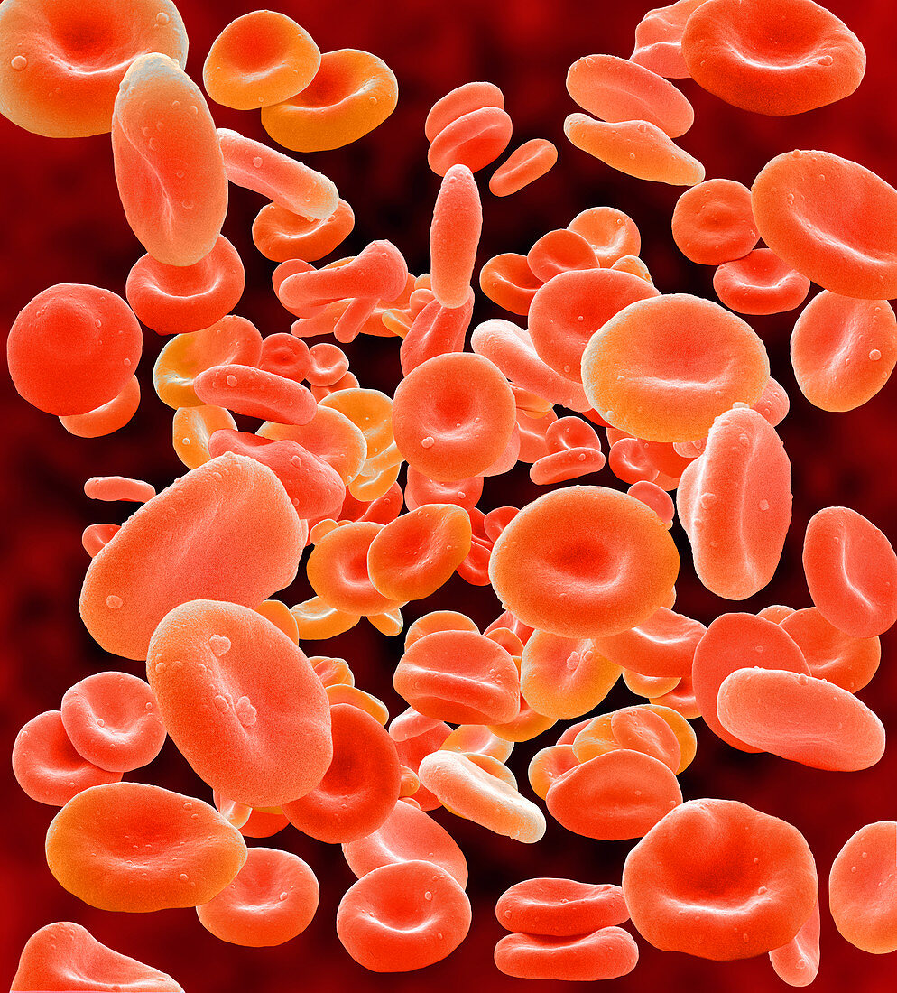 Red blood cells,SEM