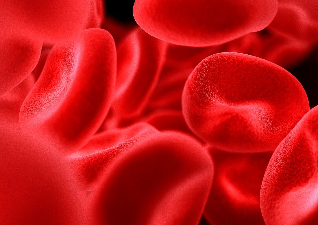 Red blood cells,computer artwork