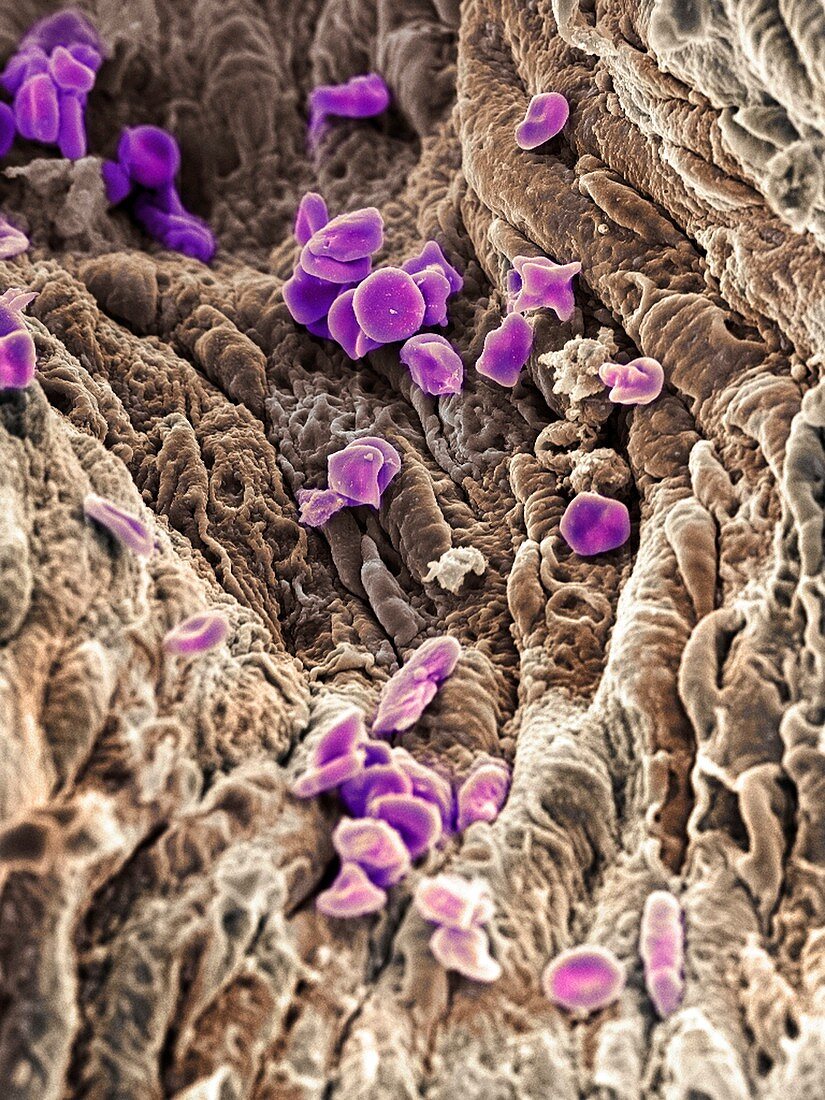 Red blood cells,SEM