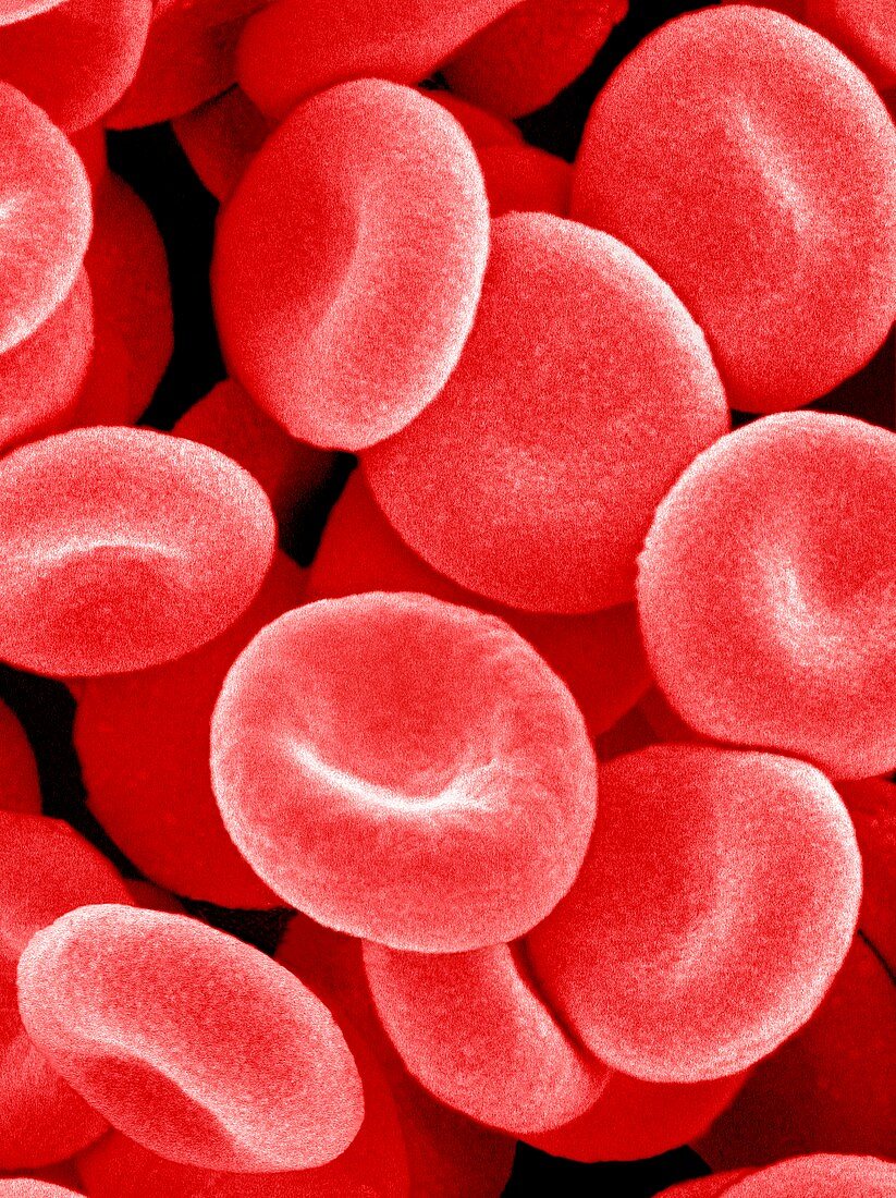 Red blood cells,SEM