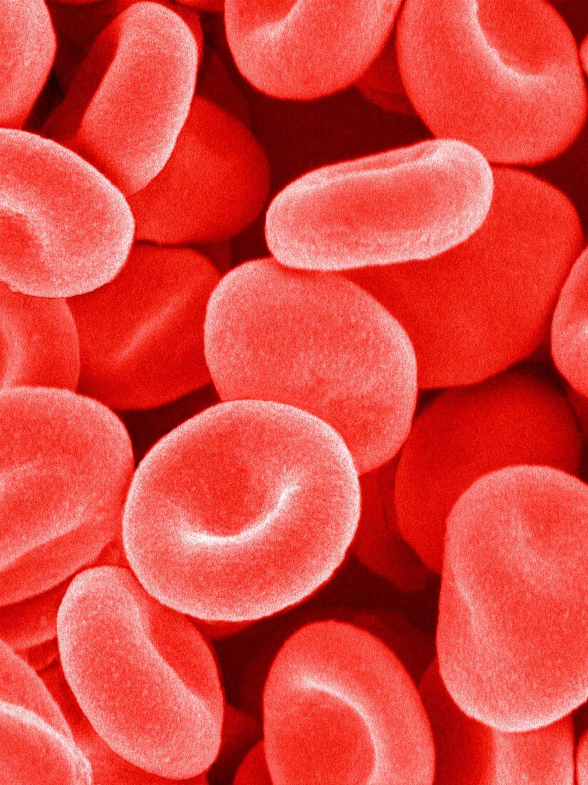 Red blood cells,SEM