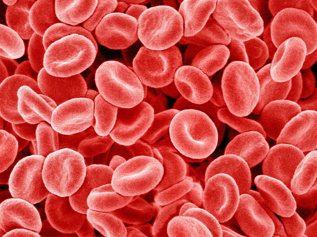 Red blood cells,SEM