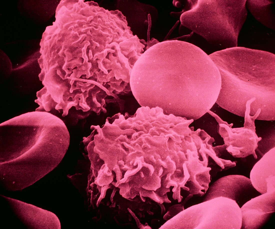 False-colour SEM of two human granulocytes
