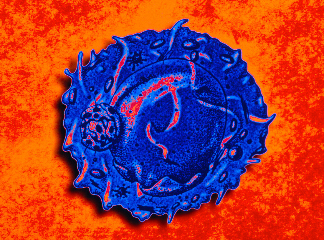 Computer graphic image of a T-cell