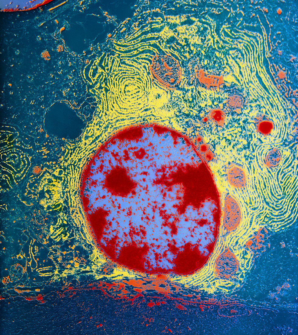 Coloured TEM of active human plasma cell