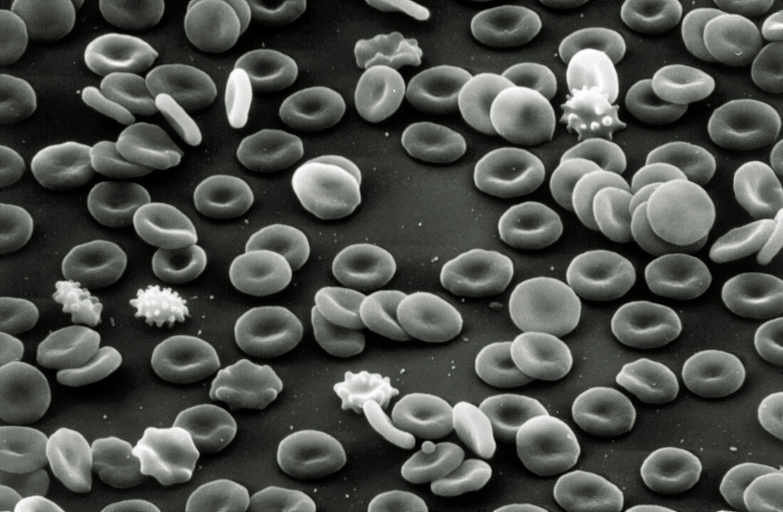 Red blood cells