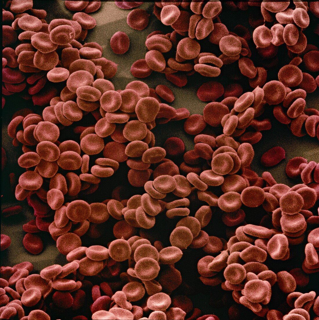 Red blood cells,SEM