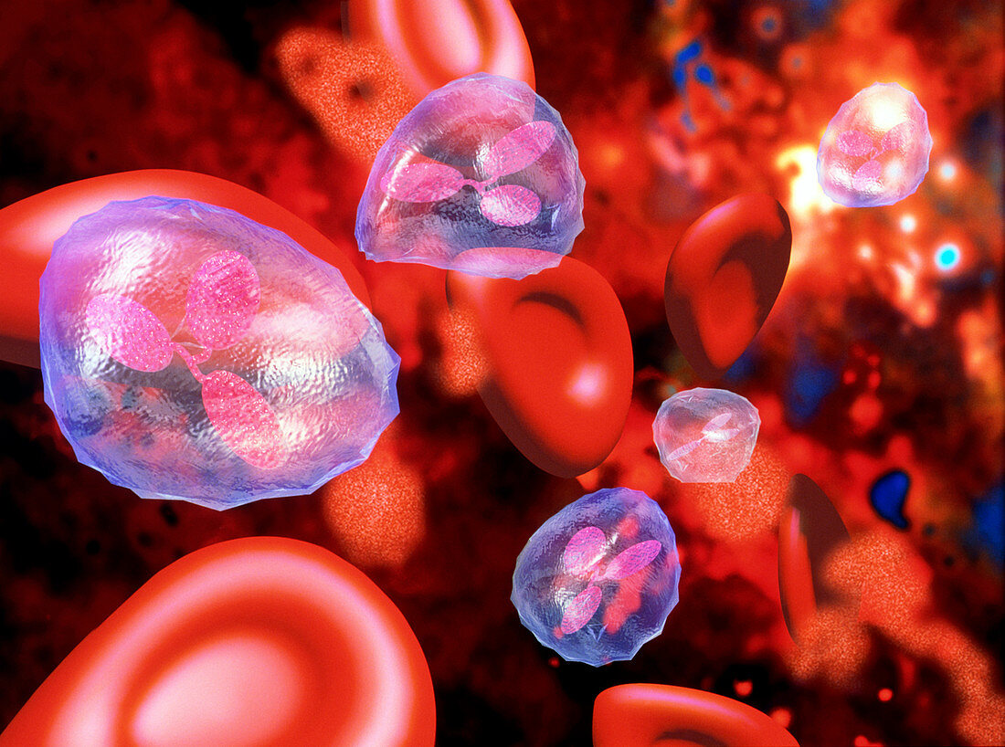 Computer artwork of red and white blood cells