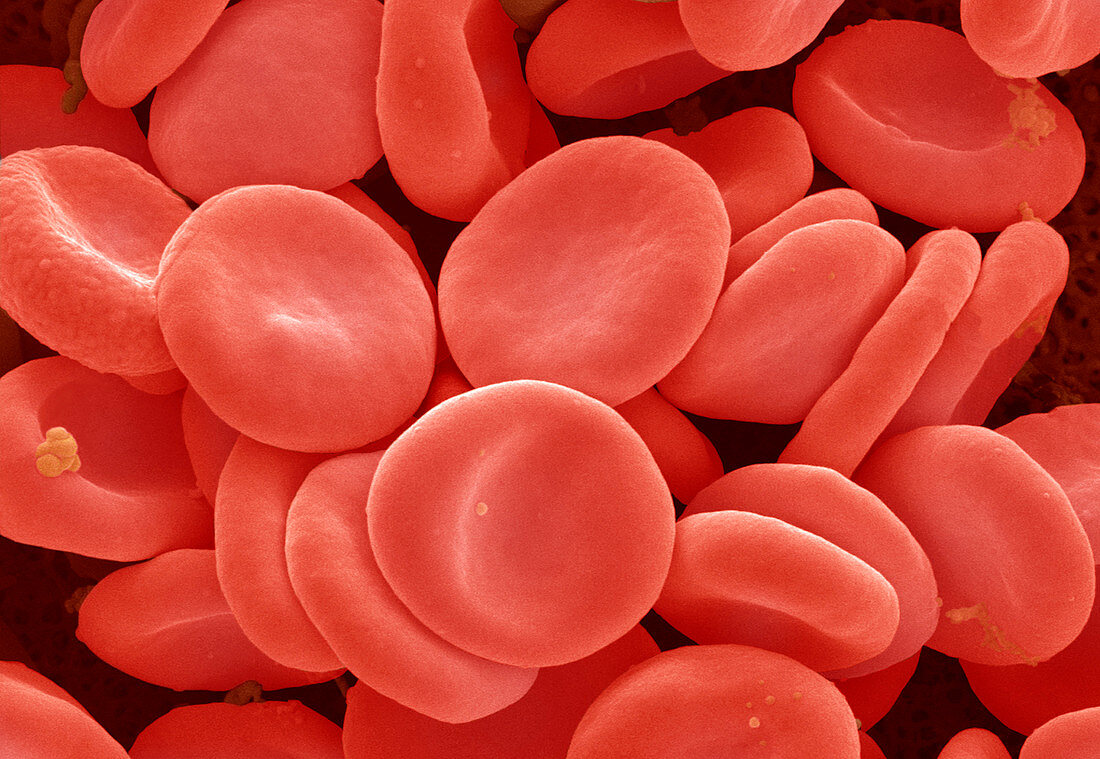 Red blood cells