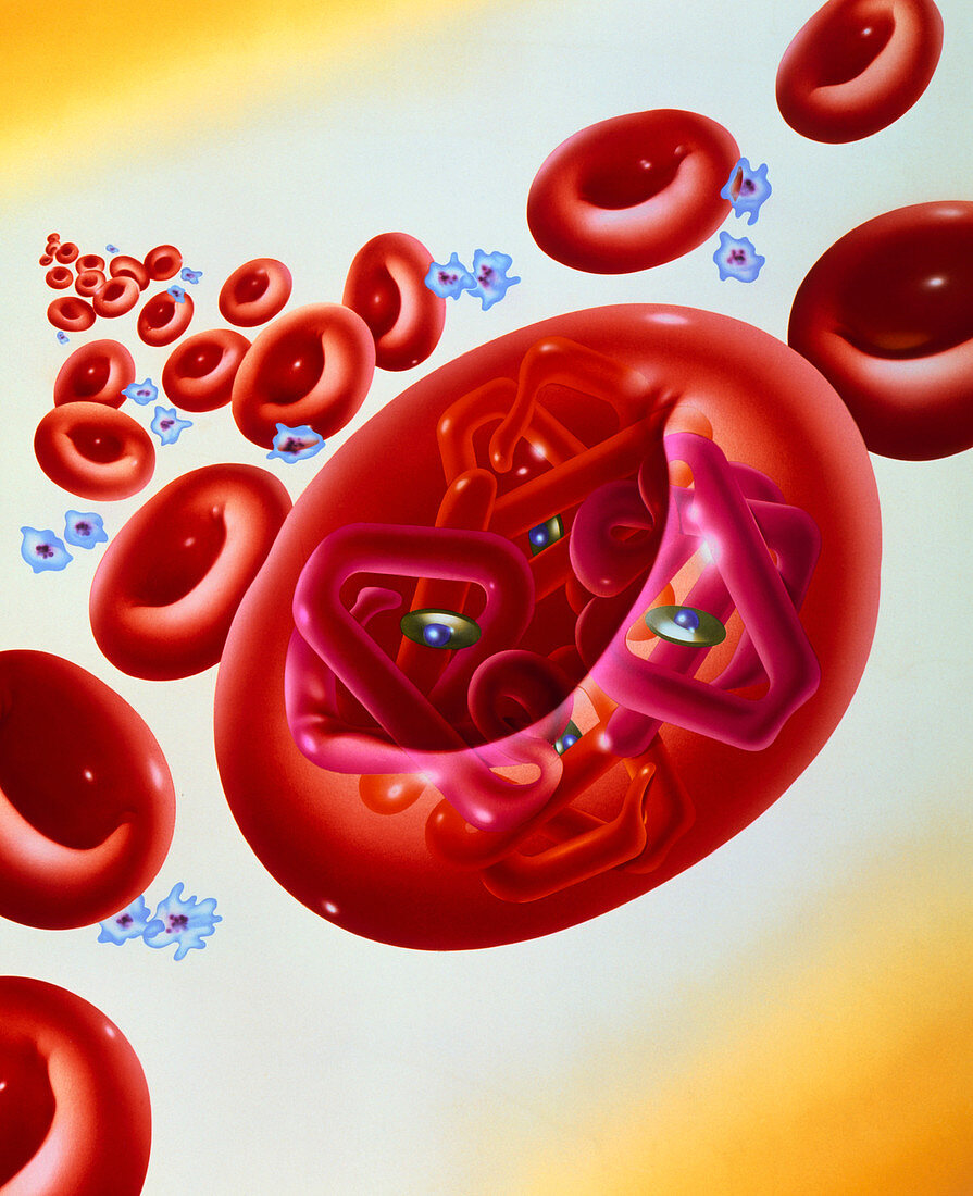 Red blood cells