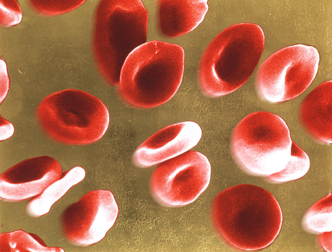 Red blood cells,SEM