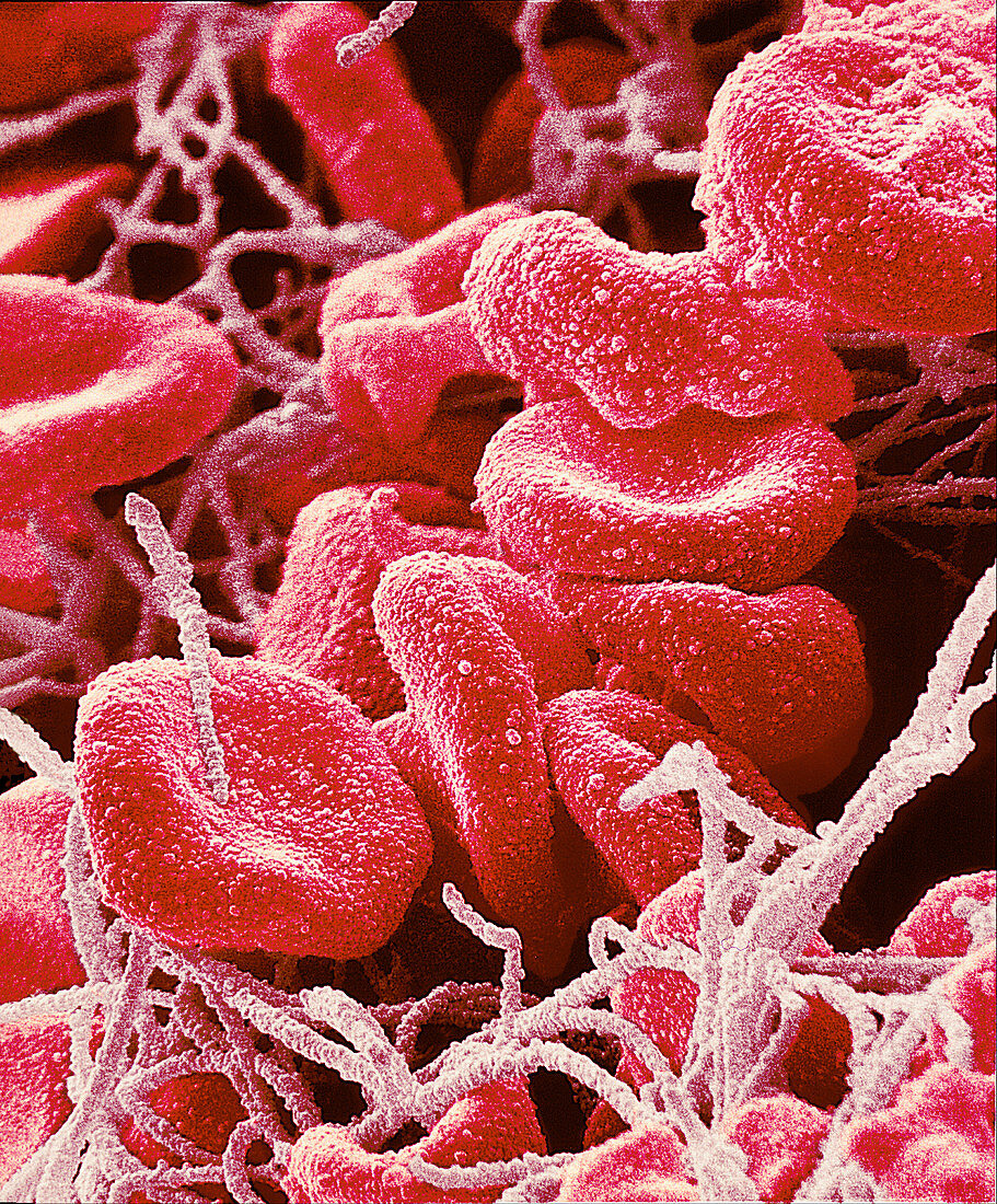 Red blood cells,SEM