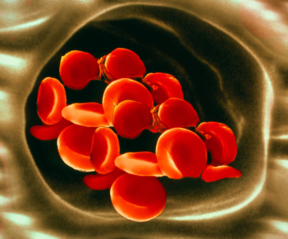 Red blood cells,SEM