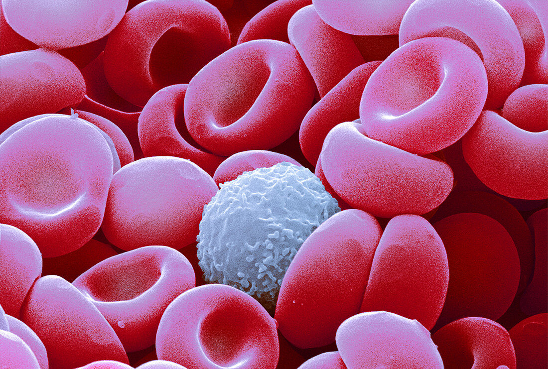 Blood cells,SEM