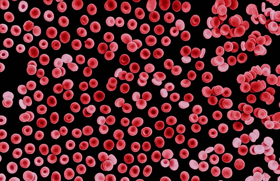 Red blood cells,SEM