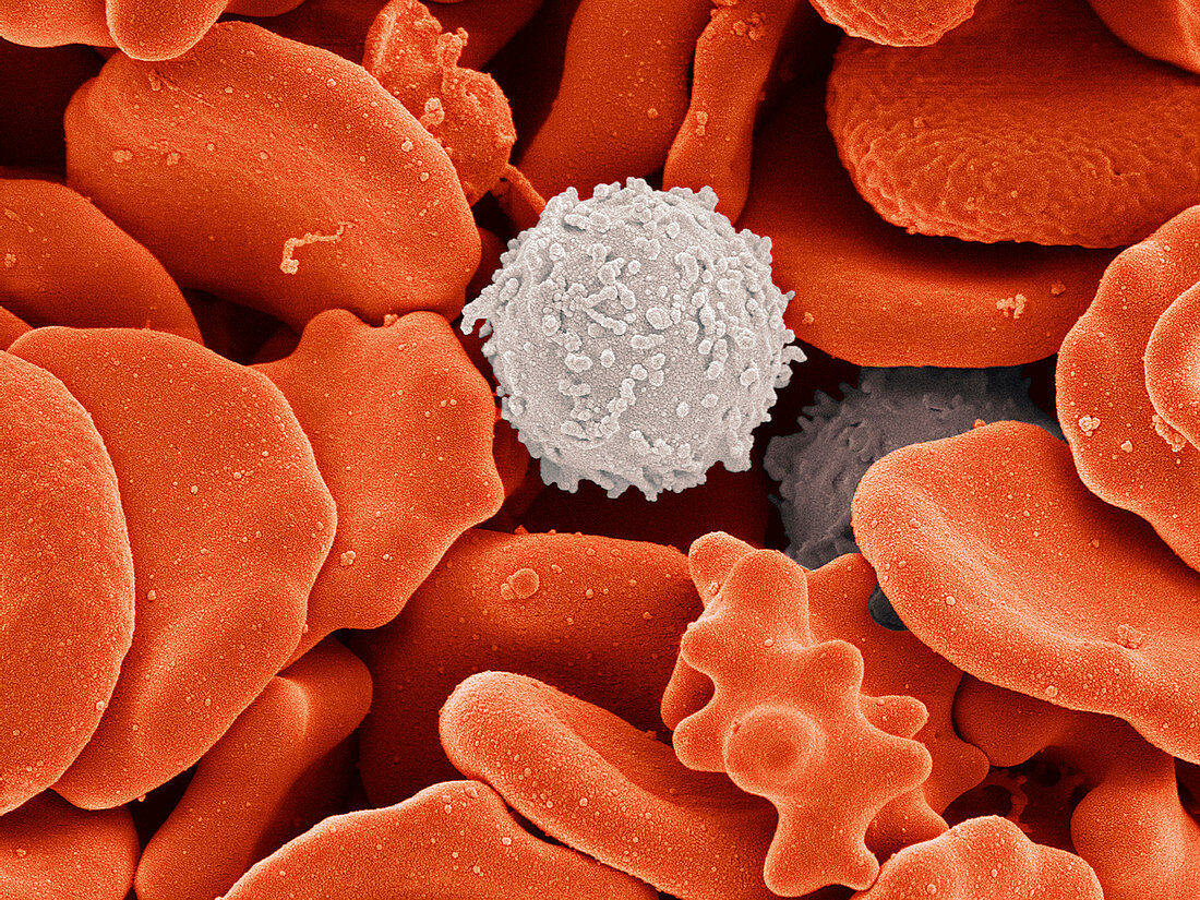 Blood cells,SEM