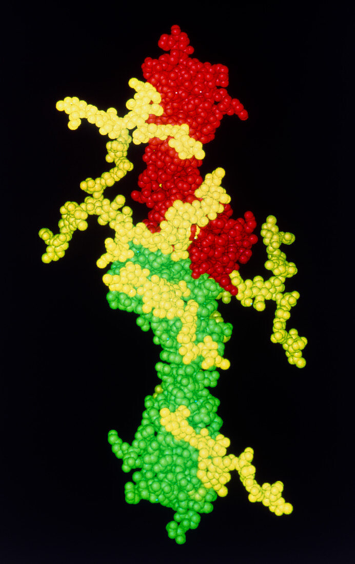Computer graphic of CD2 cell adhesion molecule