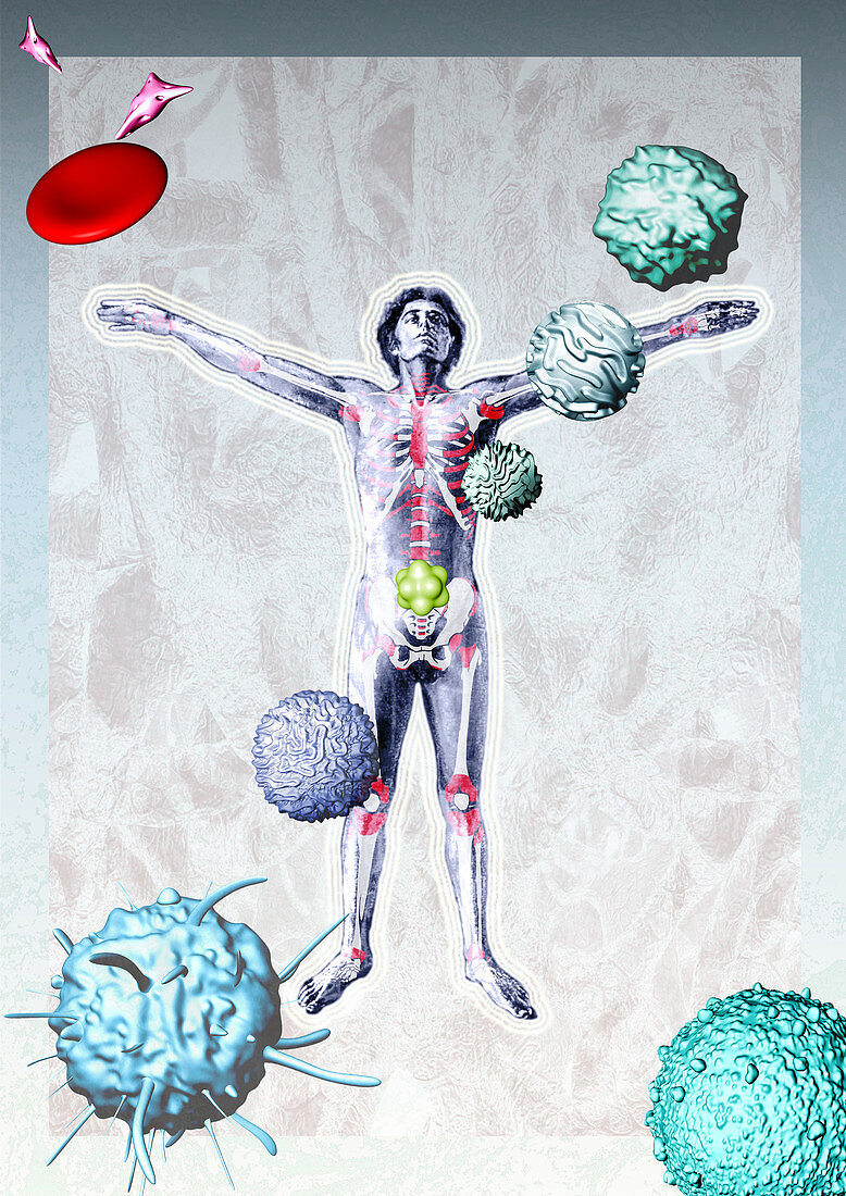 Immune system components