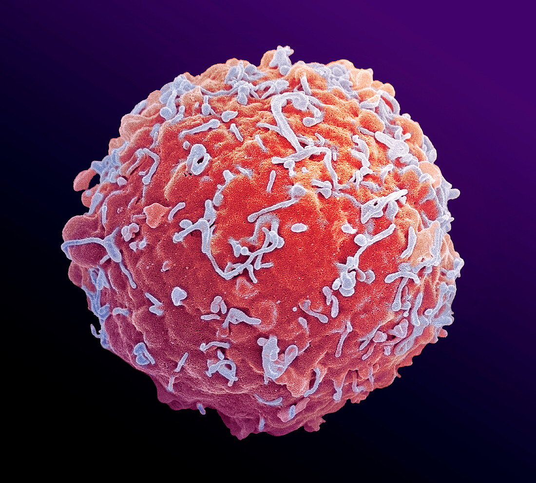 Immune system cell,SEM