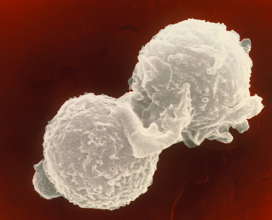 Coloured SEM of two neutrophil white blood cells