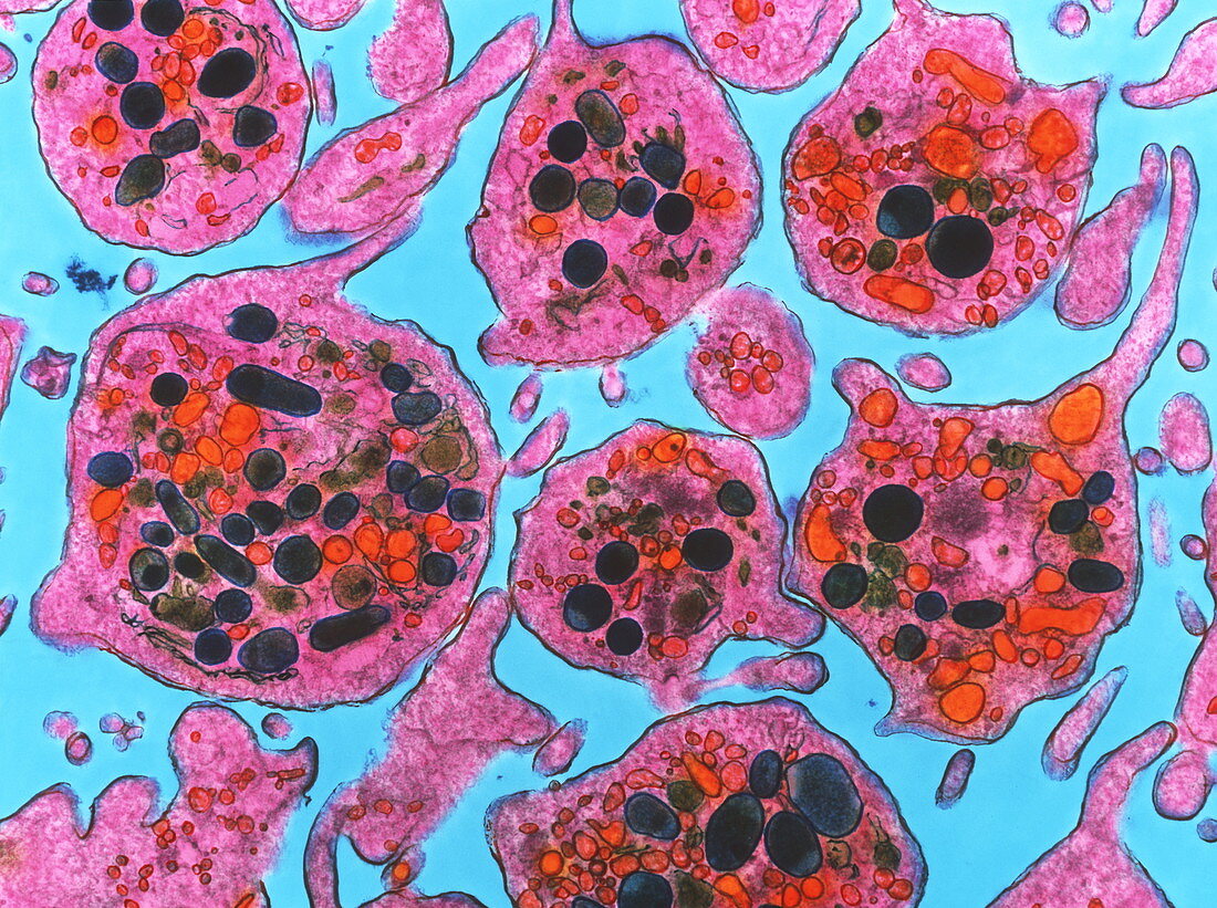 Coloured TEM of a section through blood platelets