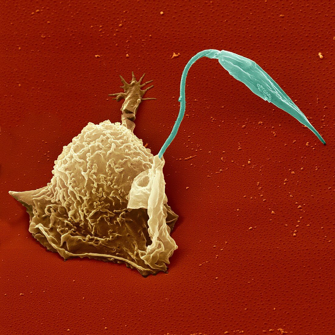 Macrophage engulfing protozoan,SEM