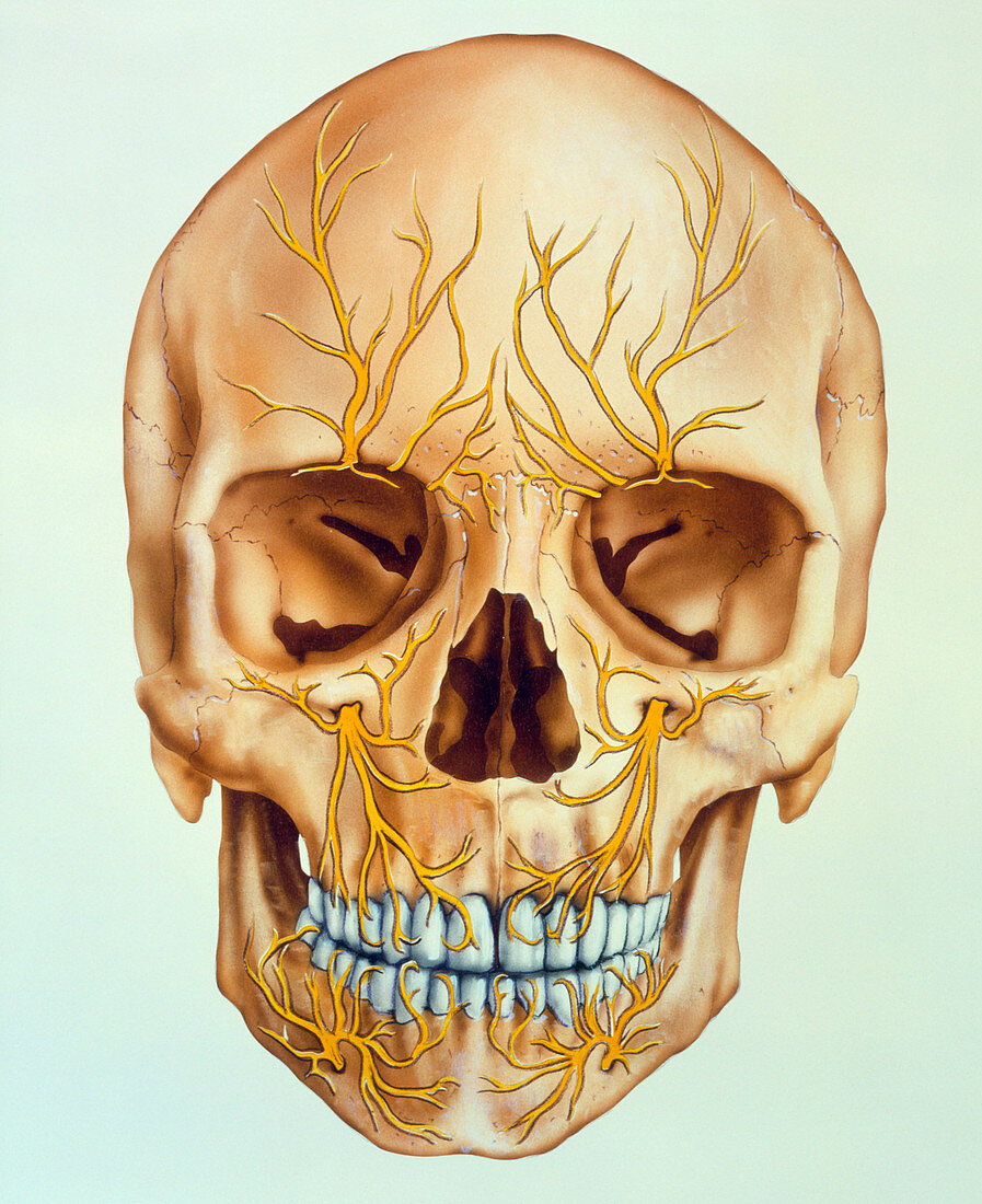 Artwork of the human skull showing facial nerves